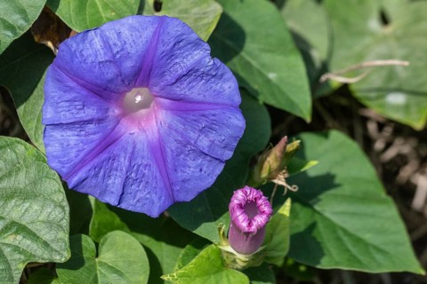 Black bindweed (Ipomoea tricolor), Sicily, Italy, Europe