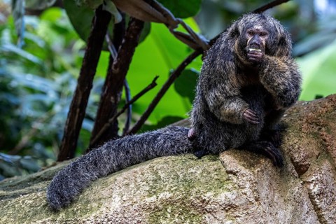 Monk monkey (Pithecia monachus), sitting on rocks, captive, Baden-Württemberg, Germany, Europe