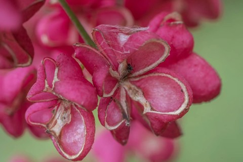 Peacock, spindle bush (Euonymus europaeus), fruit stand, Emsland, Lower Saxony, Germany, Europe