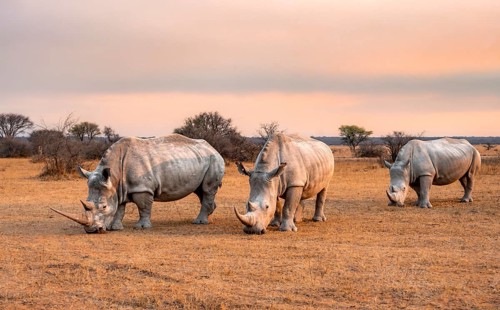 Southern white rhinoceros (Ceratotherium simum simum), three rhinos at sunset, Khama Rhino