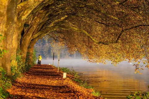 Autumn colours on the Platanen Allee, Hardenberg Ufer, lakeside path on Lake Baldeney, near Haus