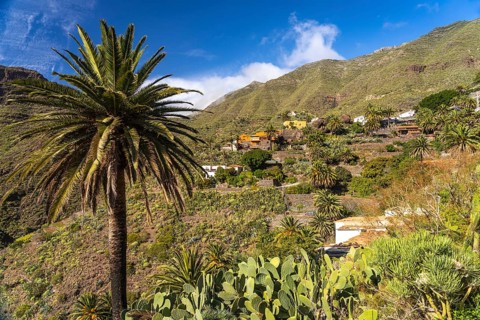Canary palm trees in the Masca Gorge in the Teno Mountains, Masca, Tenerife, Canary Islands, Spain,