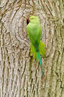 Green collared parakeet (Psittacula krameri), at the nesting cavity of a tree, Baden-Württemberg,