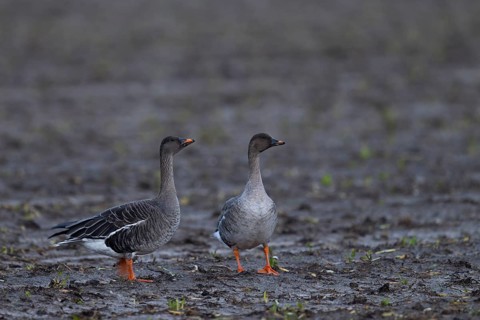 Bean goose, Bean goose (Anser fabalis), Texel, Netherlands
