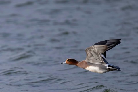 European wigeon (Mareca penelope), Texel, Netherlands