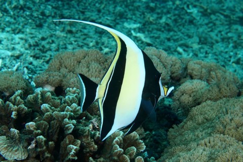 A tropical fish, halterfish (Zanclus cornutus), swimming above a coral reef in clear blue water,