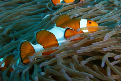 An Ocellaris Clownfish (Amphiprion ocellaris) between the tentacles of a sea anemone, dive site SD,