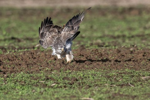 Common buzzard (Buteo buteo), Emsland, Lower Saxony, Germany, Europe