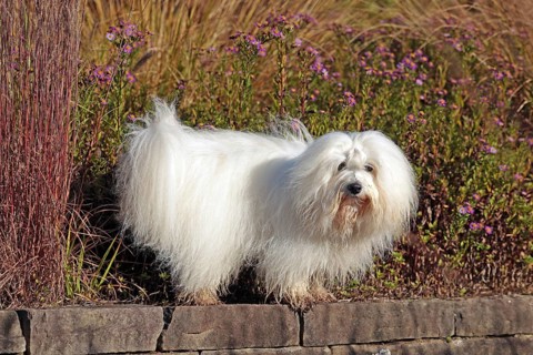 Coton de Tulear, cotton dog, Madagascar, Africa