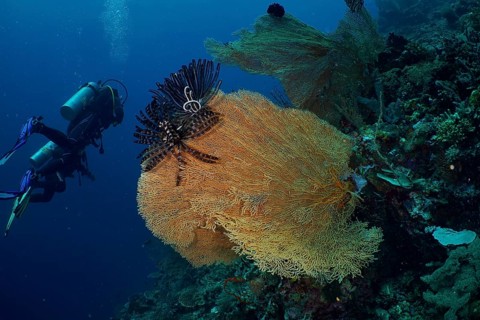 Divers discover large giant fan coral (Annella mollis) with feather star in the underwater world,