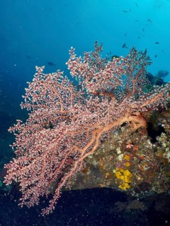 Large pink coral, Godeffroy's soft coral (Siphonogorgia godeffroyi), in the blue water of the sea,