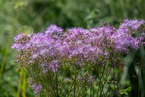 Greater meadow-rue (Thalictrum aquilegiifolium), Münsterland, North Rhine-Westphalia, Germany,