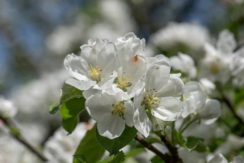 Cherry blossom (Prunus Avium), Close up, Bavaria, Germany, Europe