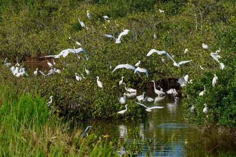 Great Egret (Egretta alba), Great White Egret (Egretta thula), group of birds gathering in a green