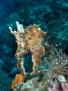 An octopus, broad-armed sepia (Sepia latimanus), moves through a living coral reef, dive site Close