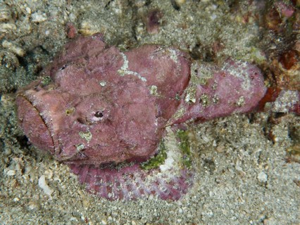 A pink humpback scorpionfish (Scorpaenopsis diabolus) camouflages itself on the sandy seabed, dive