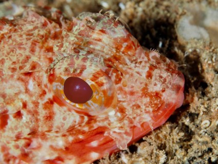 Close-up of the head of a Small red scorpionfish (Scorpaena notata) with prominent red eyes and
