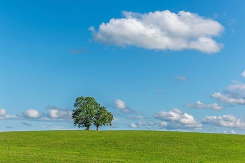 An ash and an oak tree on a hill in the green landscape. Jura, France, Europe