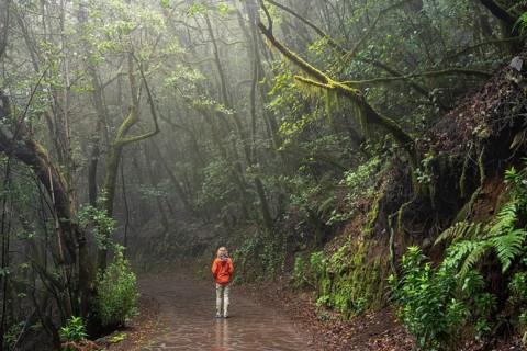 A hiker on a hiking trail in the cloud forest. Trees with moss. Foggy weather. Garajonay National