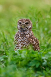 Burrowing Owl (Speotyto cunicularia), sitting in a meadow stretching, Pembroke Pines, Florida, USA,