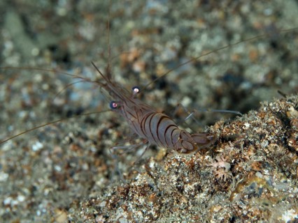 Shrimp with long antennae, saw shrimp, large rock shrimp (Palaemon serratus) on sandy bottom, dive