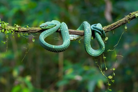 Bothriechis lateralis (Bothriechis lateralis), sitting on a branch, Heredia province, Costa Rica,