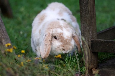 Rabbit (Oryctolagus cuniculus domesticus), ram rabbit, portrait, garden, autumn, cute, A close-up