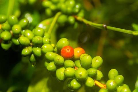 Coffee fruits on the bush (Coffea), Costa Rica, Central America