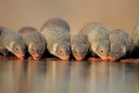 Zebra mongoose (Mungos mungo), adult, group, at the water, drinking, Kruger National Park, Kruger