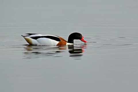 Shelduck (Tadorna tadorna), male swimming, Texel, West Frisian Island, province of North Holland,