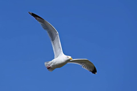 Herring Gull (Larus argentatus), in flight, Texel, West Frisian Islands, province of North Holland,