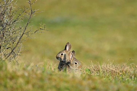 Two wild rabbits (Oryctolagus cuniculus), sitting on a meadow, Texel, West Frisian Islands,