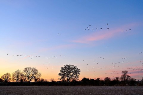 White-fronted goose (Anser albifrons), a flock of wild geese flies at dawn, Lower Rhine, North