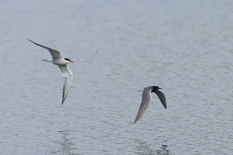 Black tern (Chlidonias niger) adult bird being chased by a Common tern (Sterna hirundo) over a