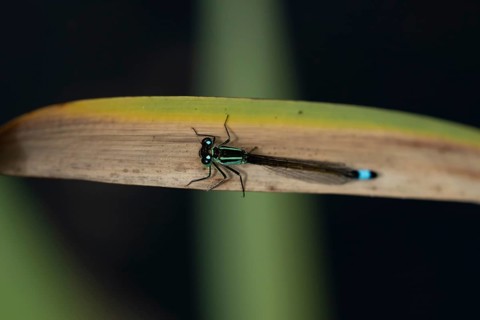 Blue tailed damselfly (Ischnura elegans) adult female insect resting on reed plant leaf in the