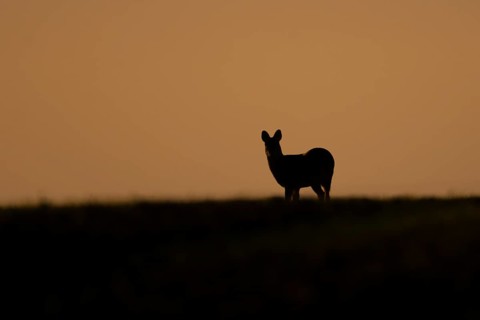 Chinese water deer (Hydropotes inermis) adult animal silhouette standing on a hillside at sunset,