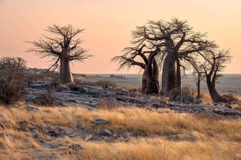 African baobab or baobab tree (Adansonia digitata), several trees at sunrise, Kubu Island (Lekubu),