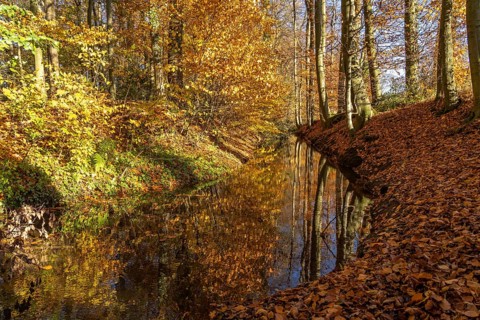 Autumn by a stream in the forest near Havixbeck, Münsterland, North Rhine-Westphalia, Germany,