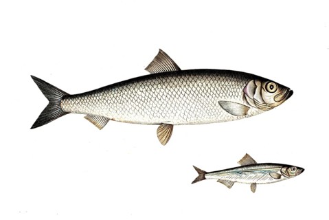 Fish, fish, top: Genus of fish, true herrings, Clupea Sprattus, the Spratz. bottom: Fish genus