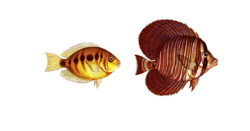 Fish, fishes, left: Genus butterflyfish, Chaetodon maculatus, the spotted clownfish. right: