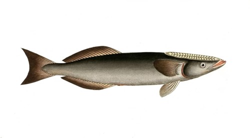 Fish, Fish, Echeneis Remora, Common remora, sharksucker, Historical, digitally restored