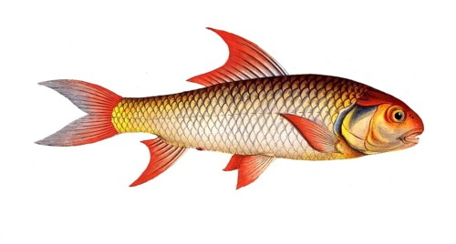 Fish, Fish, Cypranus falcatus, Sickle carp, Historical, digitally restored reproduction from a 19th