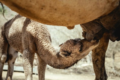 Camel calf (camelus dromedarius) suckling on its mother's udder, Sarfeit, Dhofar, Oman, Asia