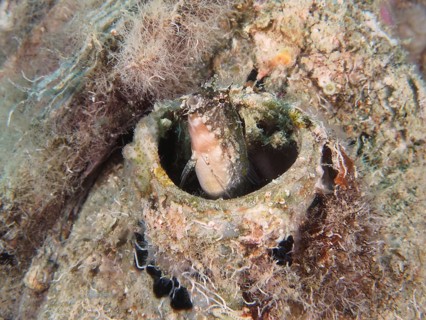 A sabre-toothed blenny (Petroscirtes mitratus) hiding in a plastic canister, marine pollution,