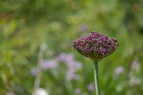 Ornamental leek (Allium sp.), bud, North Rhine-Westphalia, Germany, Europe