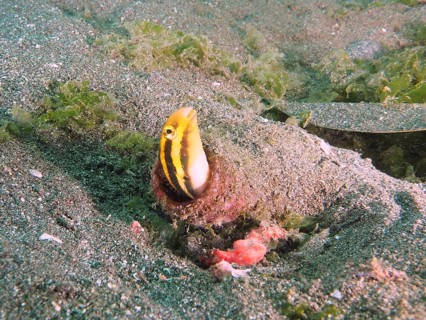 A yellow fish, striped mimicry blenny (Petroscirtes breviceps), shows itself from its hiding place