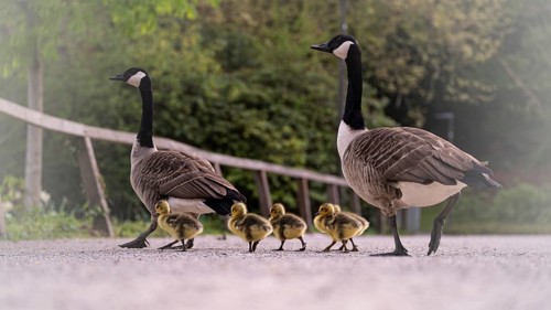 Canada goose chicks (Branta canadensis) four with their parents crossing a gravel path, goose