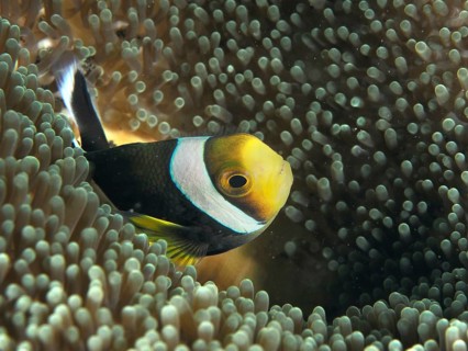Yellow-black saddle spot anemonefish (Amphiprion polymnus) emerges from a sea anemone in the sea,