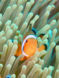 An Ocellaris Clownfish (Amphiprion ocellaris), Nemo, looks curiously between the tentacles of a sea