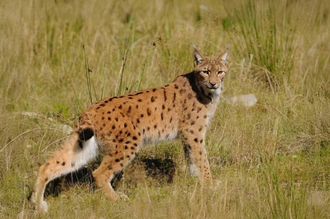 A lynx stands vigil in a meadow surrounded by tall grass and natural vegetation, Carpathian lynx